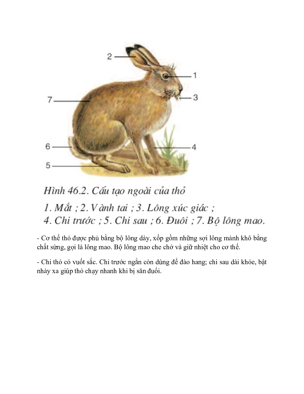 Sinh học 7 Bài 46 (Lý thuyết và trắc nghiệm): Thỏ (trang 3)