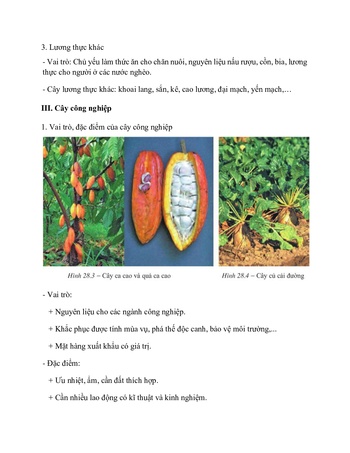 Địa Lí 10 Bài 28 (Lý thuyết và trắc nghiệm): Địa lí ngành trồng trọt (trang 3)