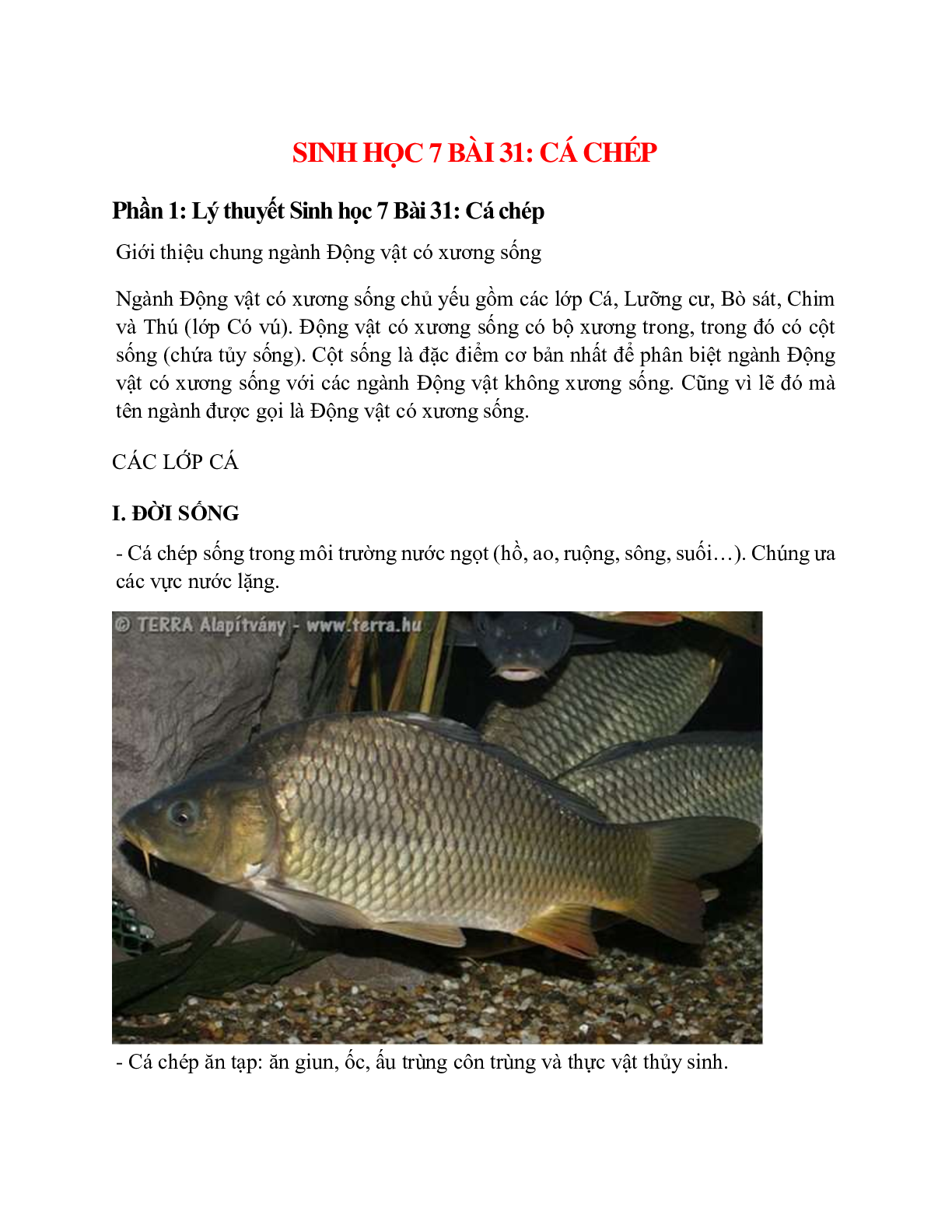Sinh học 7 Bài 31 (Lý thuyết và trắc nghiệm): Cá chép (trang 1)