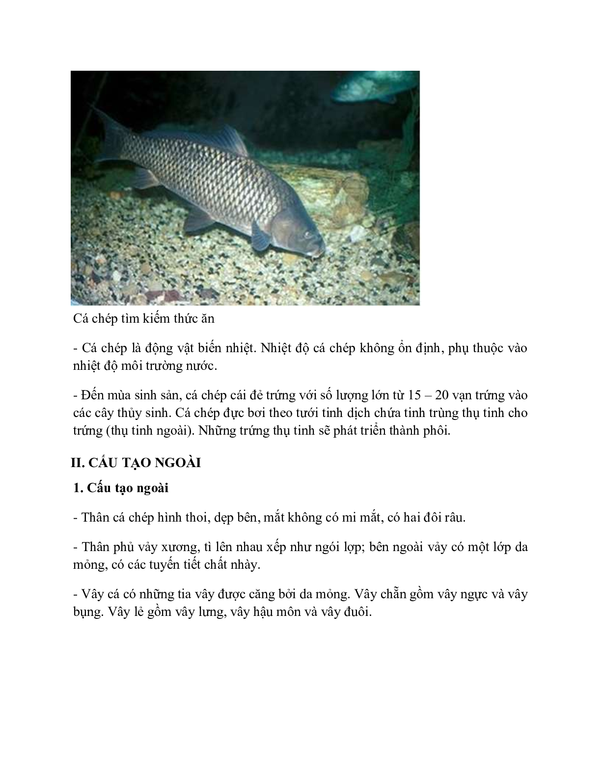 Sinh học 7 Bài 31 (Lý thuyết và trắc nghiệm): Cá chép (trang 2)