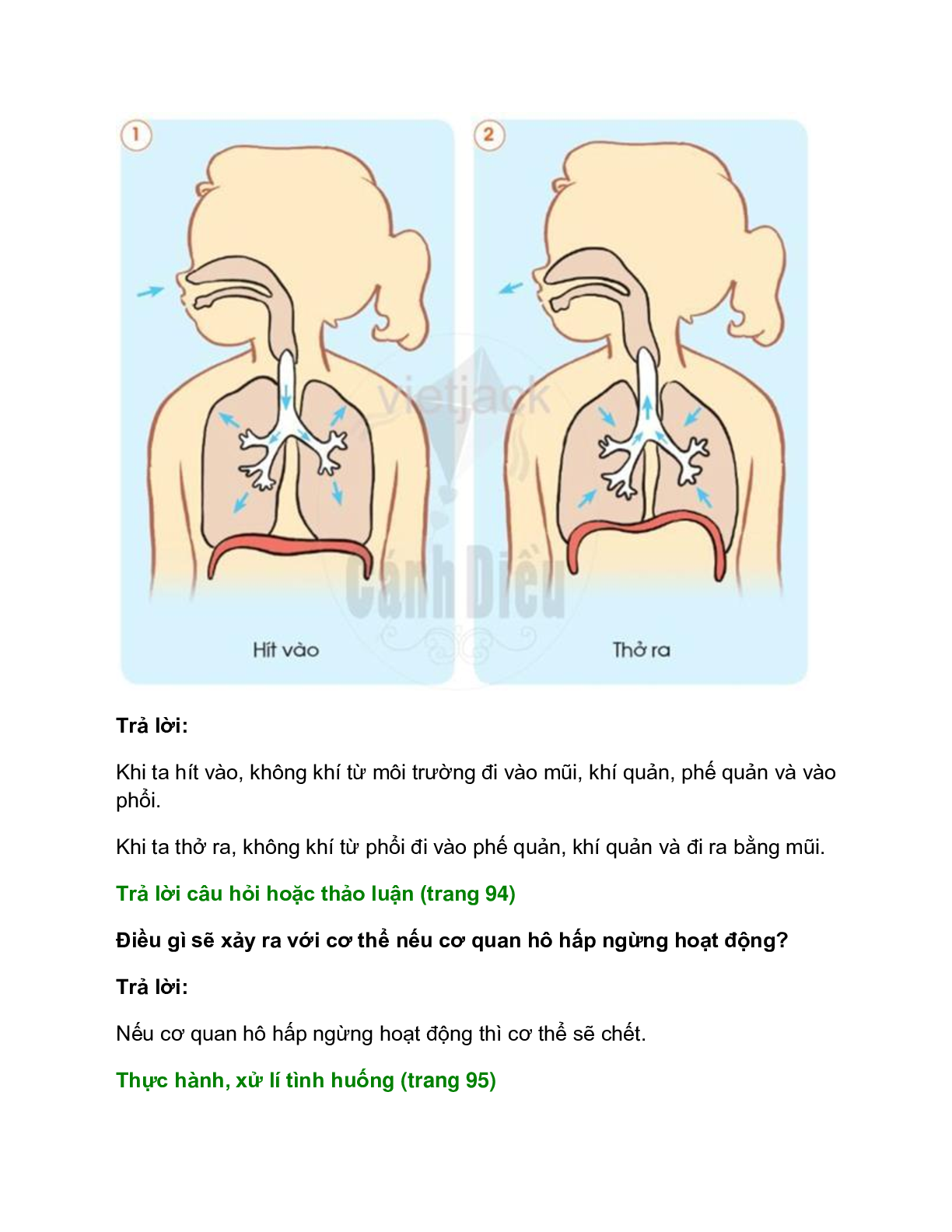 Giải SGK Tự nhiên và Xã hội lớp 2 trang 92, 93, 94, 95 Bài 16: Cơ quan hô hấp – Cánh diều (trang 4)