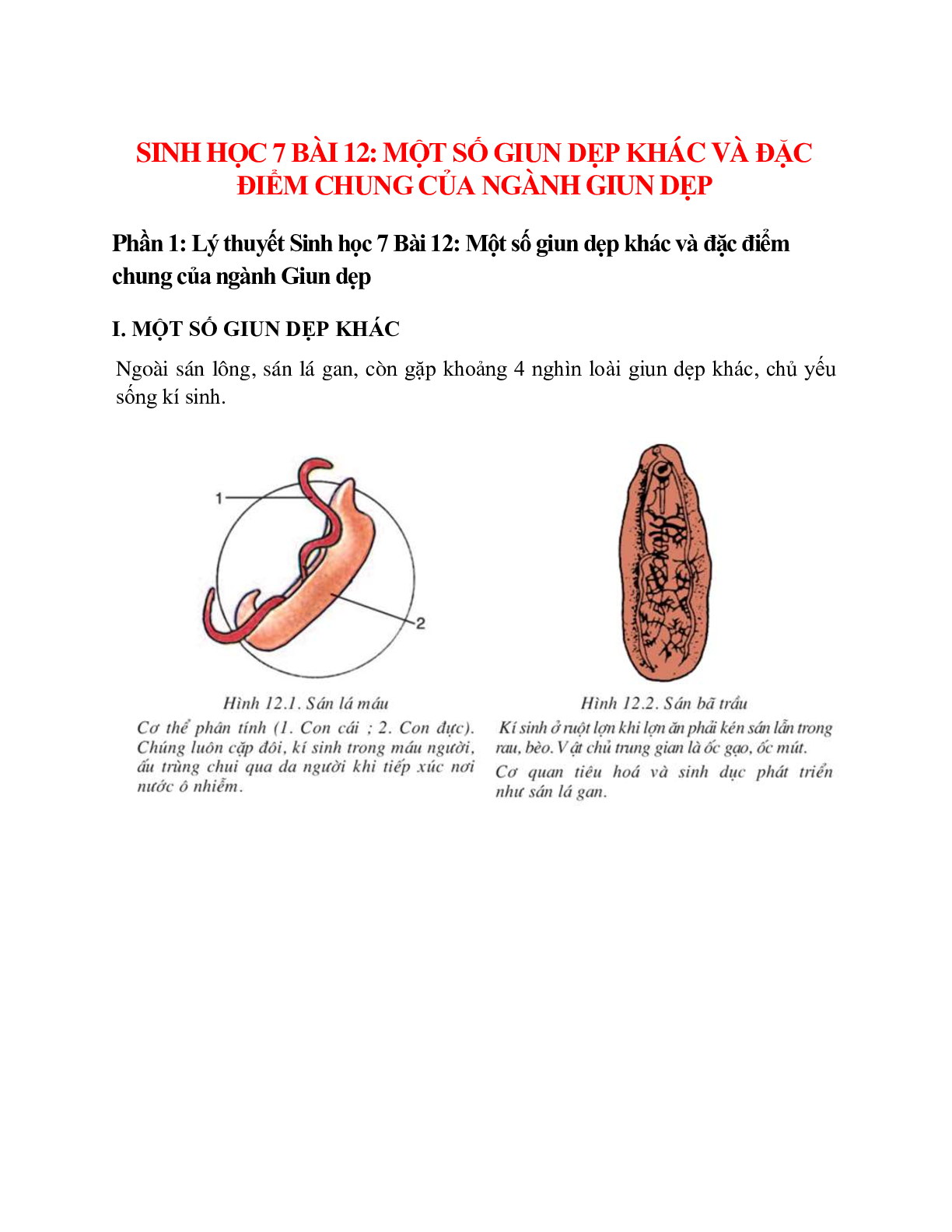 Sinh học 7 Bài 12 (Lý thuyết và trắc nghiệm): Một số giun dẹp khác và đặc điểm chung của ngành Giun dẹp (trang 1)