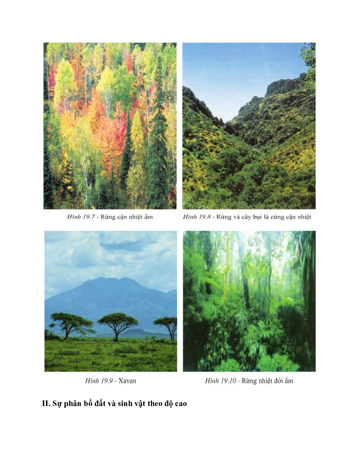 Địa Lí 10 Bài 19 (Lý thuyết và trắc nghiệm): Sự phân bố của sinh vật và đất trên Trái Đất (trang 4)