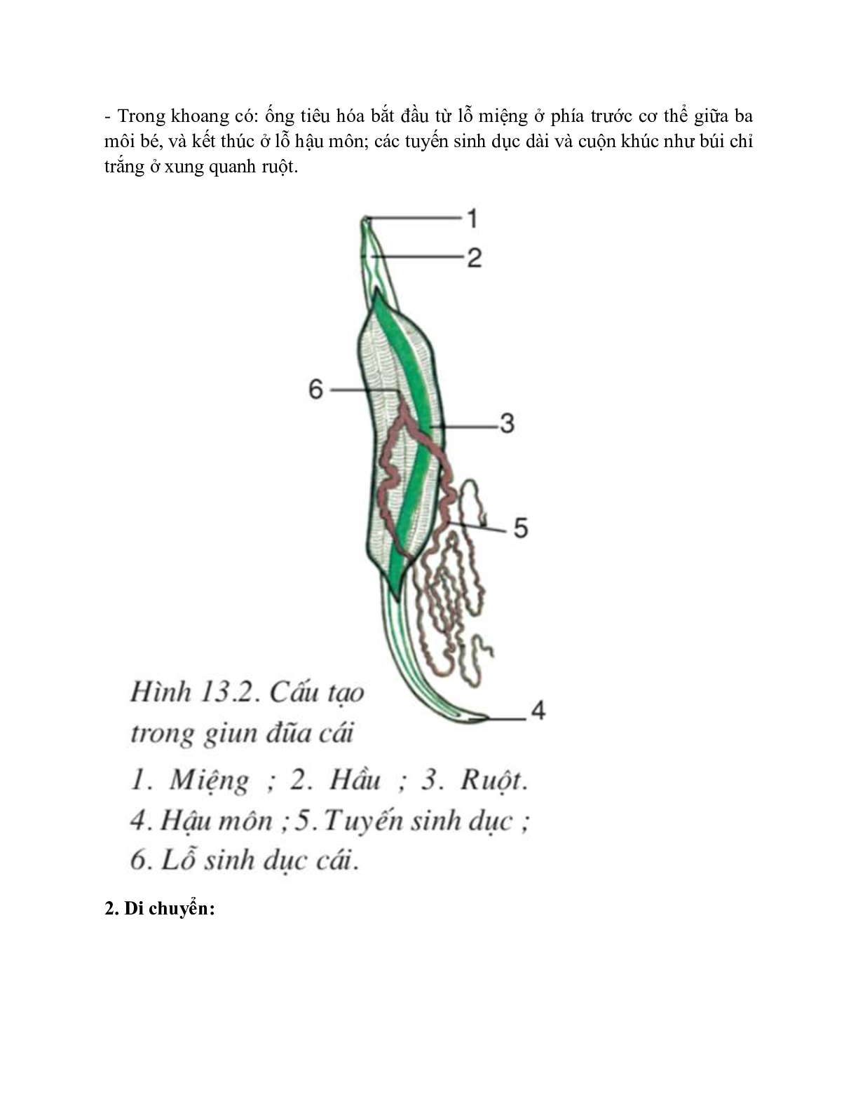 Sinh học 7 Bài 13 (Lý thuyết và trắc nghiệm): Giun đũa (trang 3)