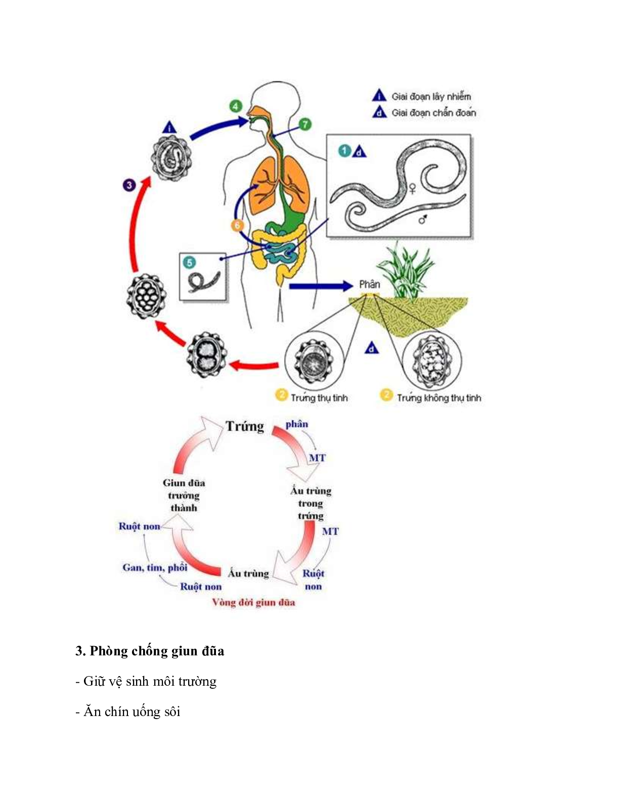 Sinh học 7 Bài 13 (Lý thuyết và trắc nghiệm): Giun đũa (trang 6)