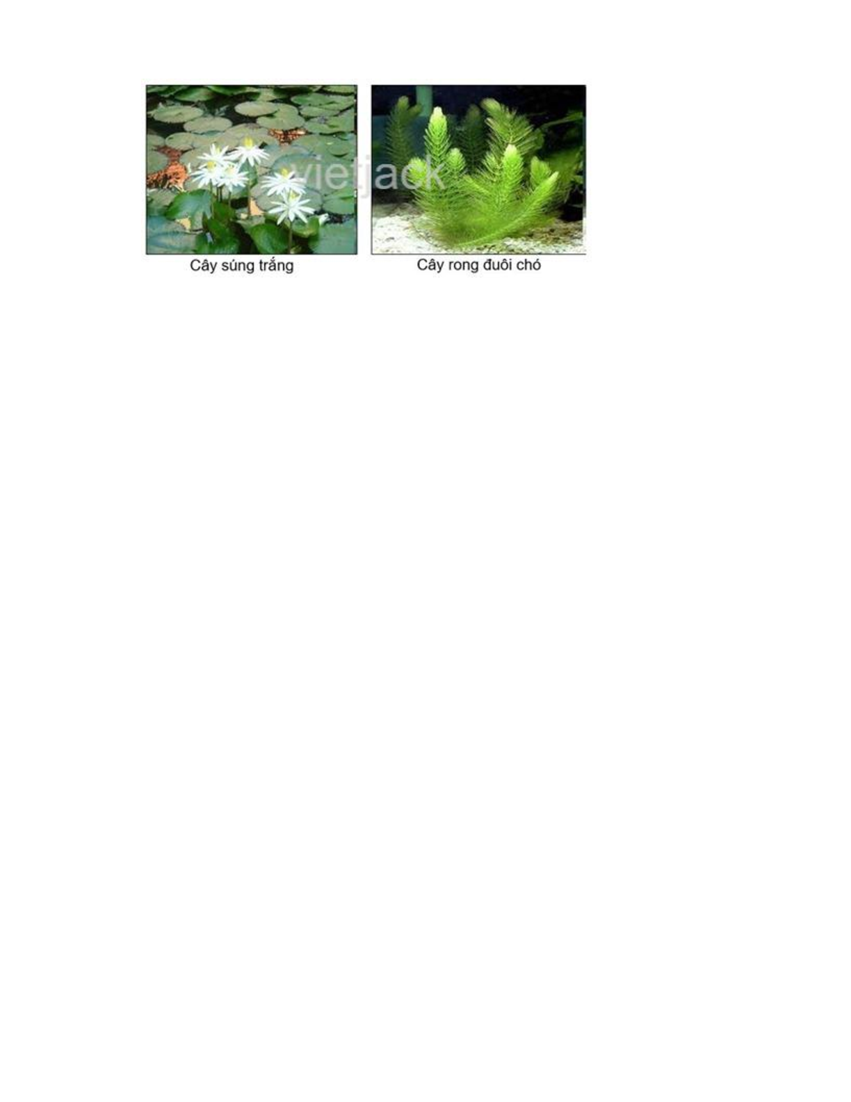 Giải SGK Tự nhiên và Xã hội lớp 2 trang 58, 59, 60, 61 Bài 14: Thực vật sống ở đâu – Chân trời sáng tạo (trang 6)