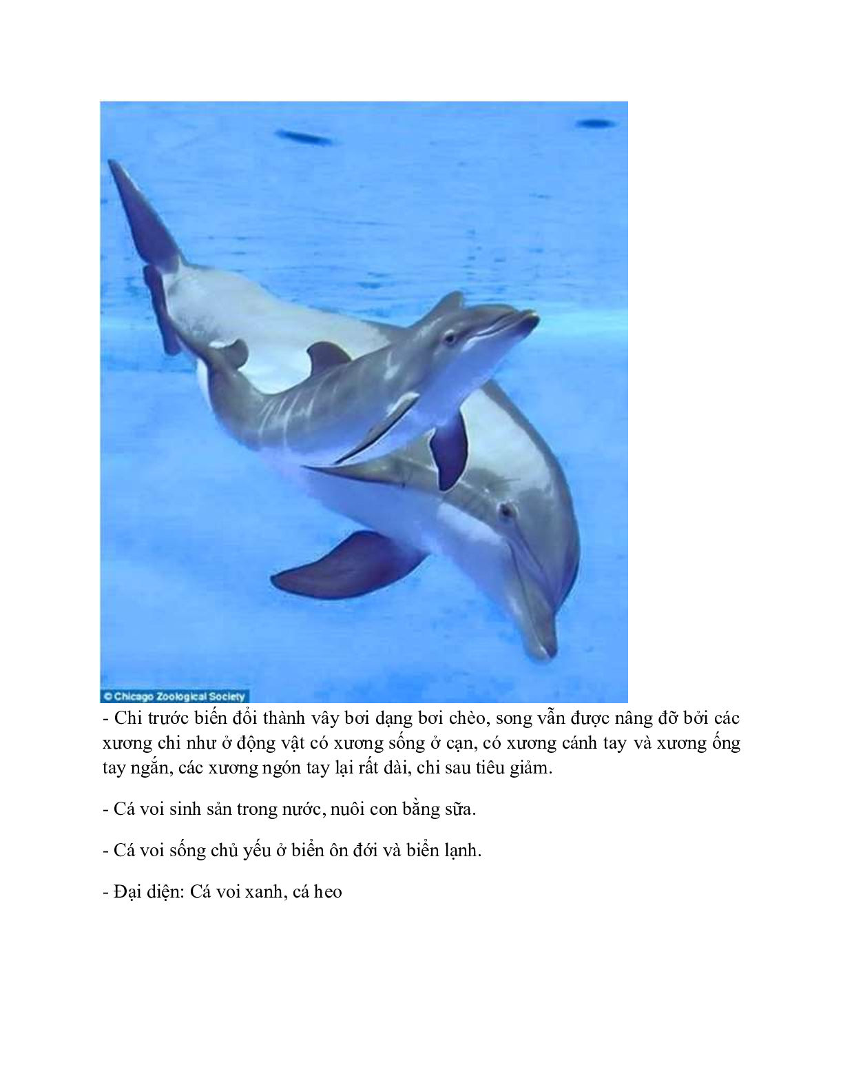Sinh học 7 Bài 49 (Lý thuyết và trắc nghiệm): Đa dạng của lớp thú bộ dơi và bộ cá voi (trang 3)