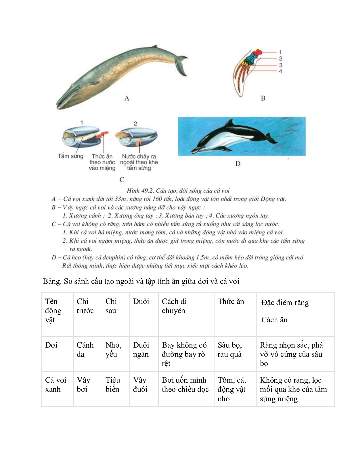 Sinh học 7 Bài 49 (Lý thuyết và trắc nghiệm): Đa dạng của lớp thú bộ dơi và bộ cá voi (trang 4)