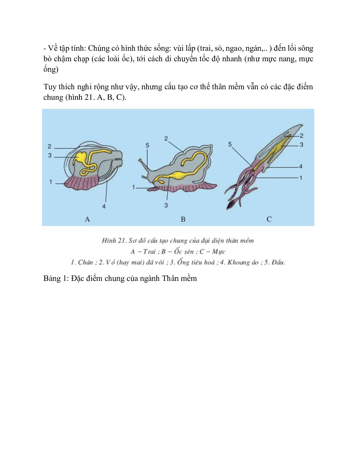 Sinh học 7 Bài 21 (Lý thuyết và trắc nghiệm): Đặc điểm chung và vai trò của ngành Thân mềm (trang 4)
