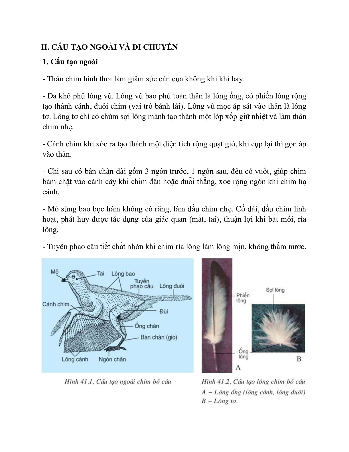 Sinh học 7 Bài 41 (Lý thuyết và trắc nghiệm): Chim bồ câu (trang 3)