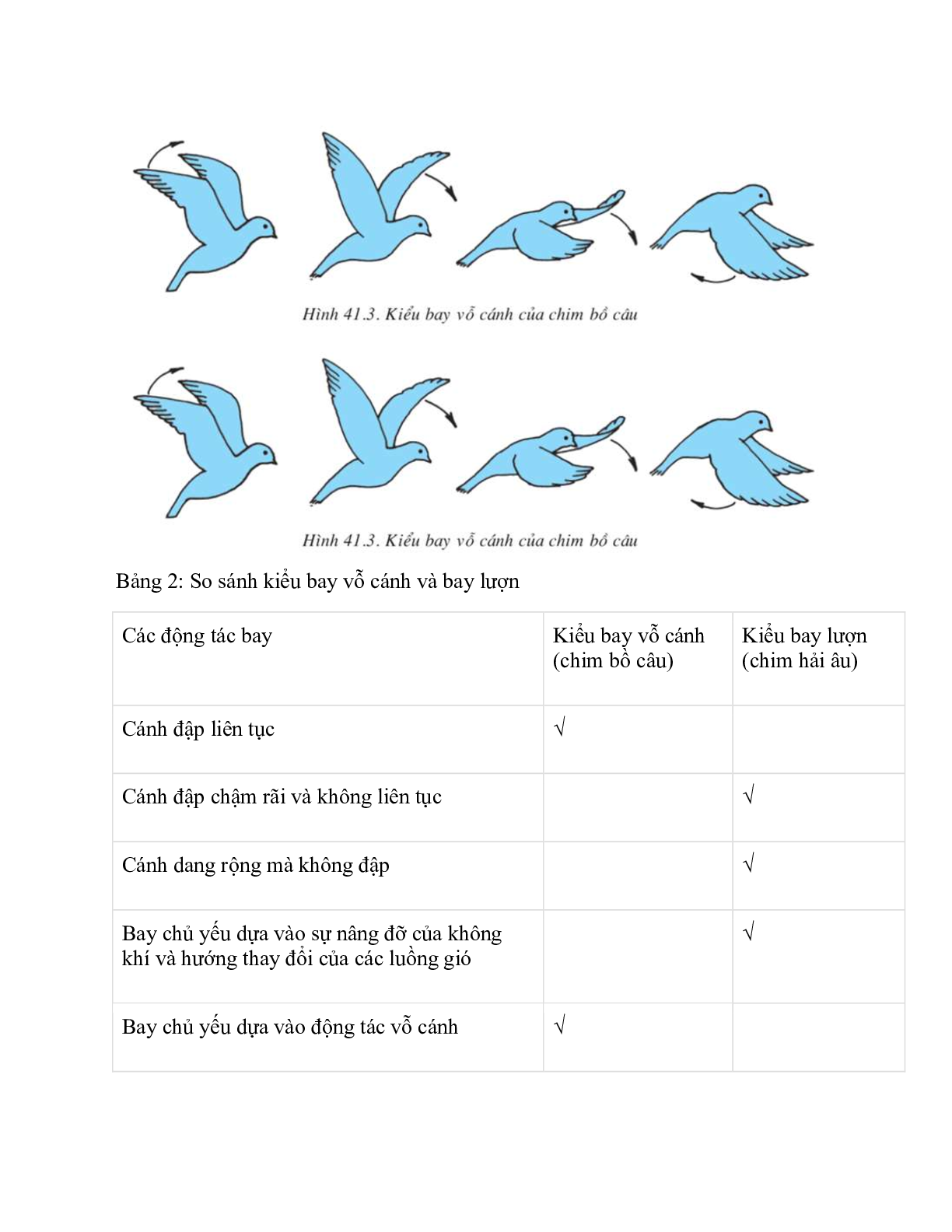 Sinh học 7 Bài 41 (Lý thuyết và trắc nghiệm): Chim bồ câu (trang 5)