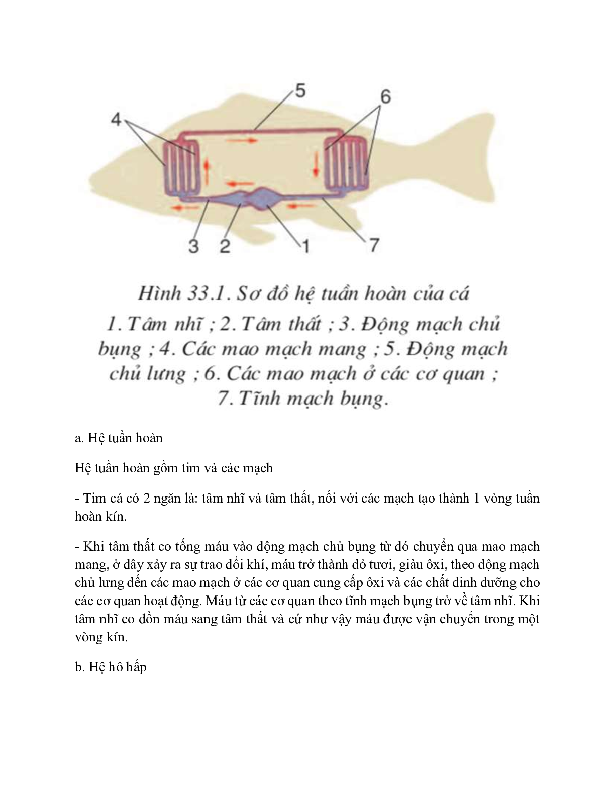 Sinh học 7 Bài 33 (Lý thuyết và trắc nghiệm): Cấu tạo trong của cá chép (trang 3)