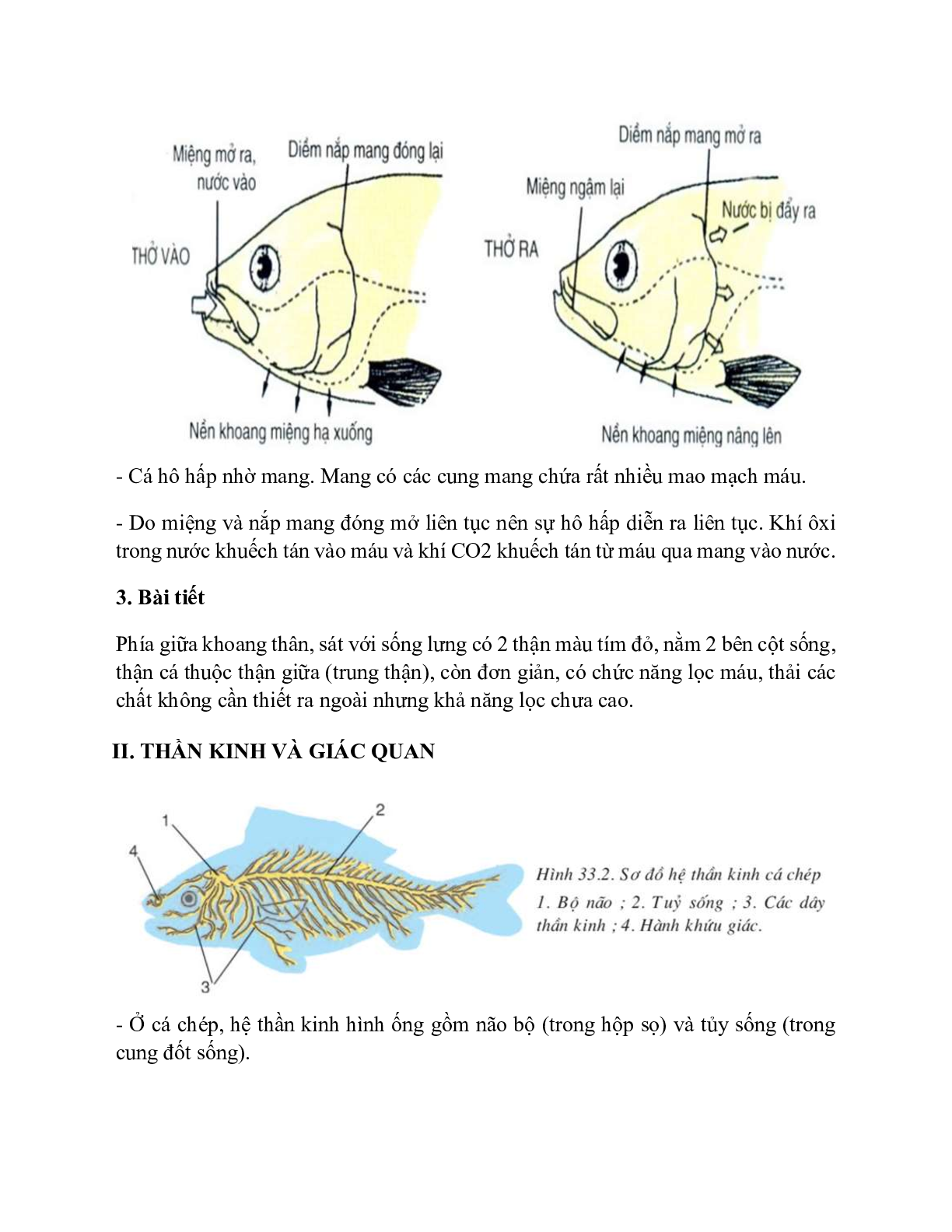 Sinh học 7 Bài 33 (Lý thuyết và trắc nghiệm): Cấu tạo trong của cá chép (trang 4)