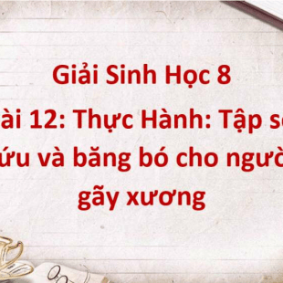 Giải Sinh Học 8 Bài 12: Thực Hành: Tập sơ cứu và băng bó cho người gãy xương