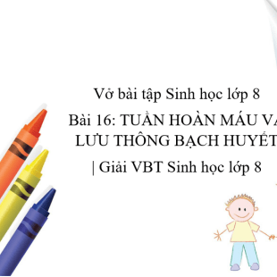 Vở Bài Tập Sinh Học Lớp 8 Bài 16: Tuần Hoàn Máu Và Lưu Thông Bạch Huyết |  Giải Vbt Sinh Học Lớp 8