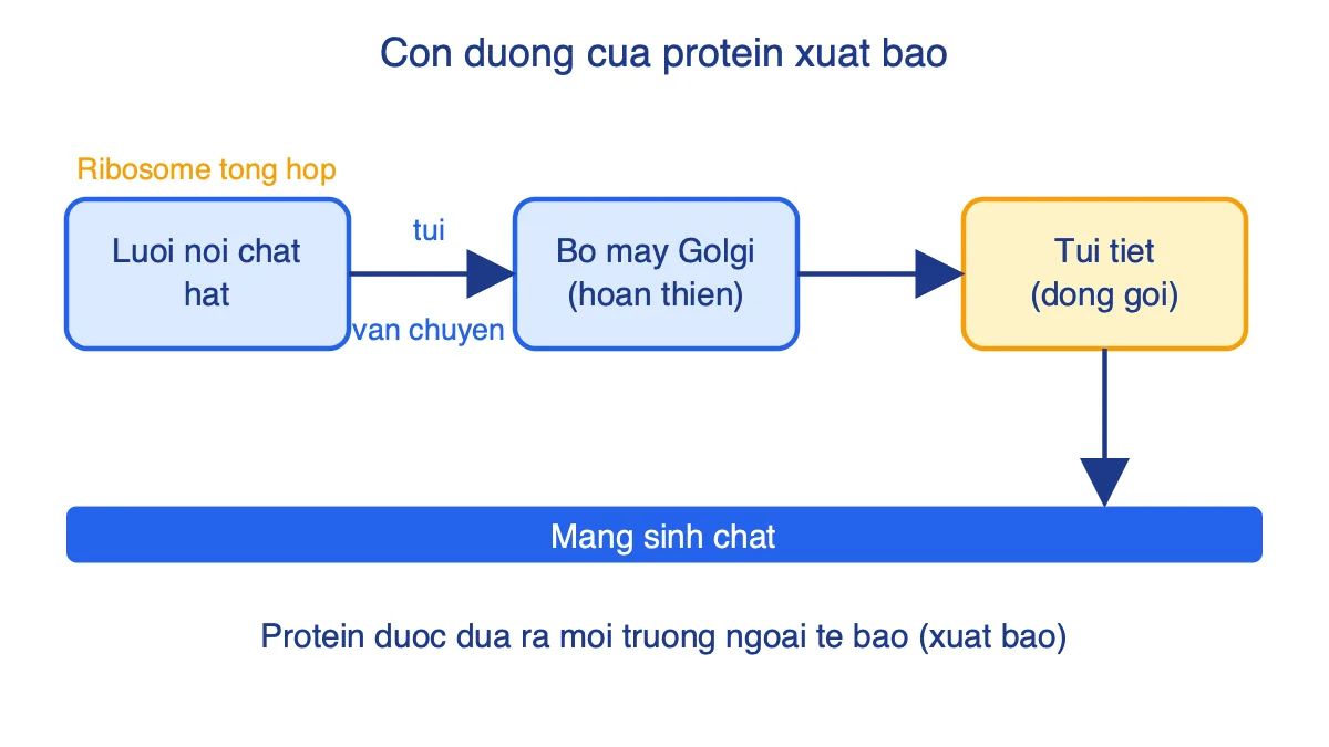 Sơ đồ con đường protein xuất bào: lưới nội chất hạt, bộ máy Golgi, túi tiết, màng sinh chất