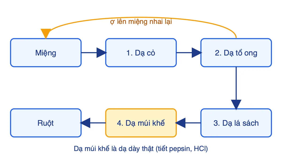 Sơ đồ đường đi của thức ăn trong dạ dày bốn ngăn của trâu bò: dạ cỏ, dạ tổ ong, dạ lá sách, dạ múi khế rồi xuống ruột