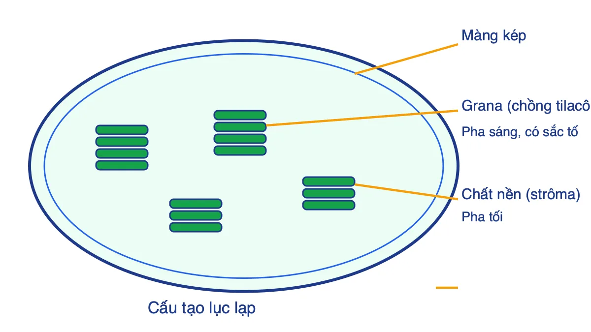 Sơ đồ cấu tạo lục lạp gồm màng kép, grana là các chồng tilacôit và chất nền strôma