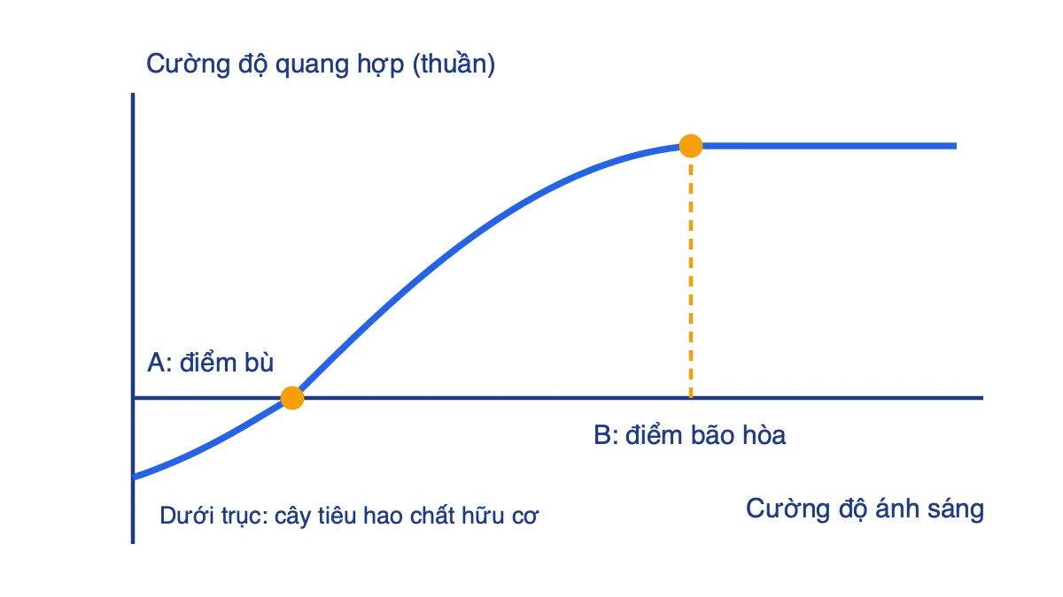 Đồ thị quang hợp thuần theo cường độ ánh sáng, đánh dấu điểm bù A và điểm bão hòa B
