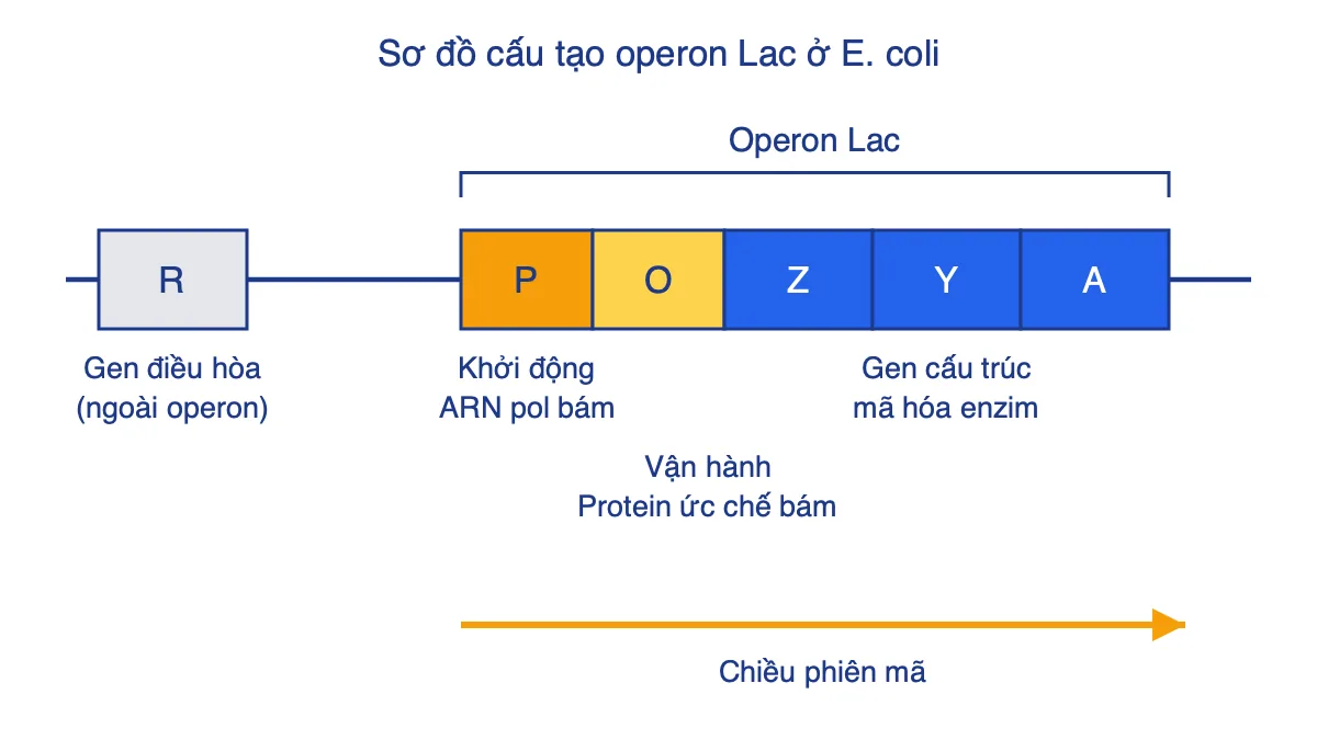 Sơ đồ operon Lac gồm gen điều hòa R, vùng P, vùng O và các gen cấu trúc Z, Y, A