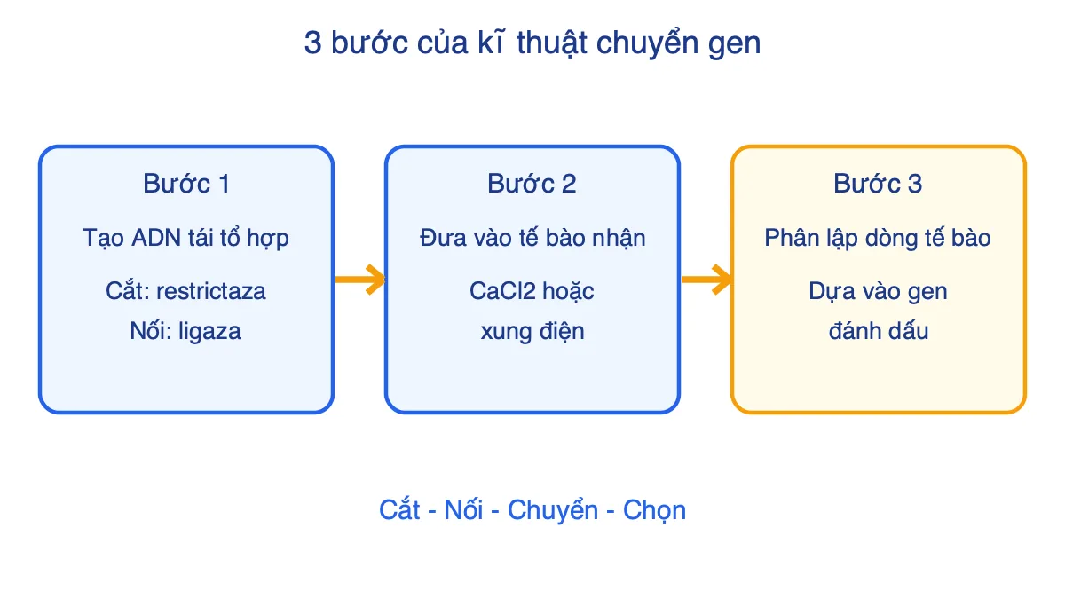 Sơ đồ ba bước của kĩ thuật chuyển gen: tạo ADN tái tổ hợp, đưa vào tế bào nhận, phân lập dòng tế bào