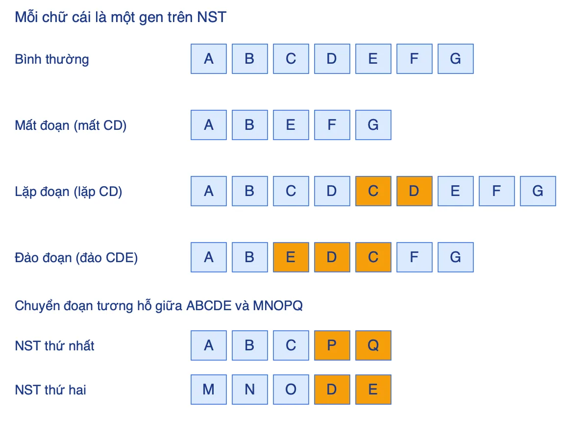Sơ đồ bốn dạng đột biến cấu trúc NST: mất đoạn, lặp đoạn, đảo đoạn, chuyển đoạn minh hoạ bằng các chữ cái đại diện gen