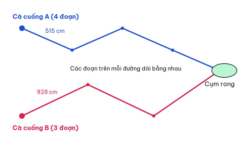 Hình minh họa hai đường gấp khúc: cà cuống A bơi 4 đoạn, mỗi đoạn 515 cm; cà cuống B bơi 3 đoạn, mỗi đoạn 928 cm; cả hai cùng đến cụm rong