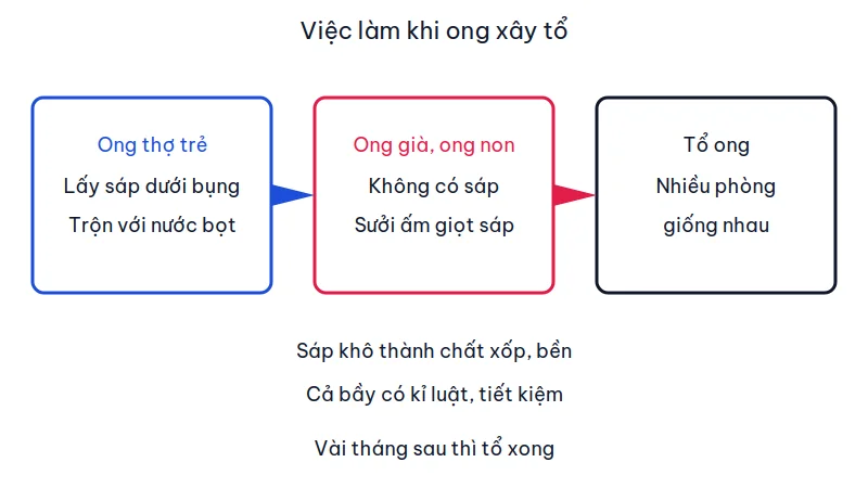 Sơ đồ ba nhóm việc: ong thợ trẻ lấy sáp, ong già và ong non sưởi sáp, tổ ong nhiều phòng giống nhau