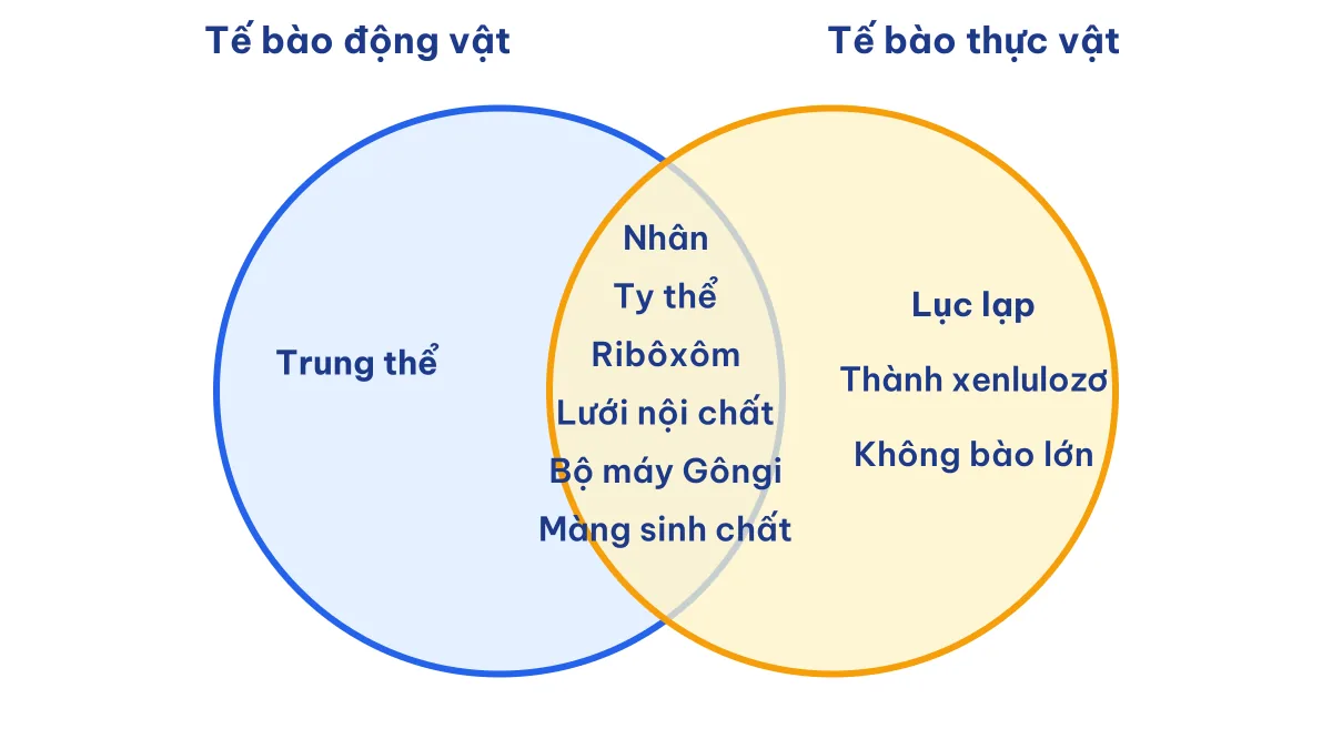 Sơ đồ Venn bào quan chỉ có ở tế bào động vật, chỉ có ở tế bào thực vật và có ở cả hai