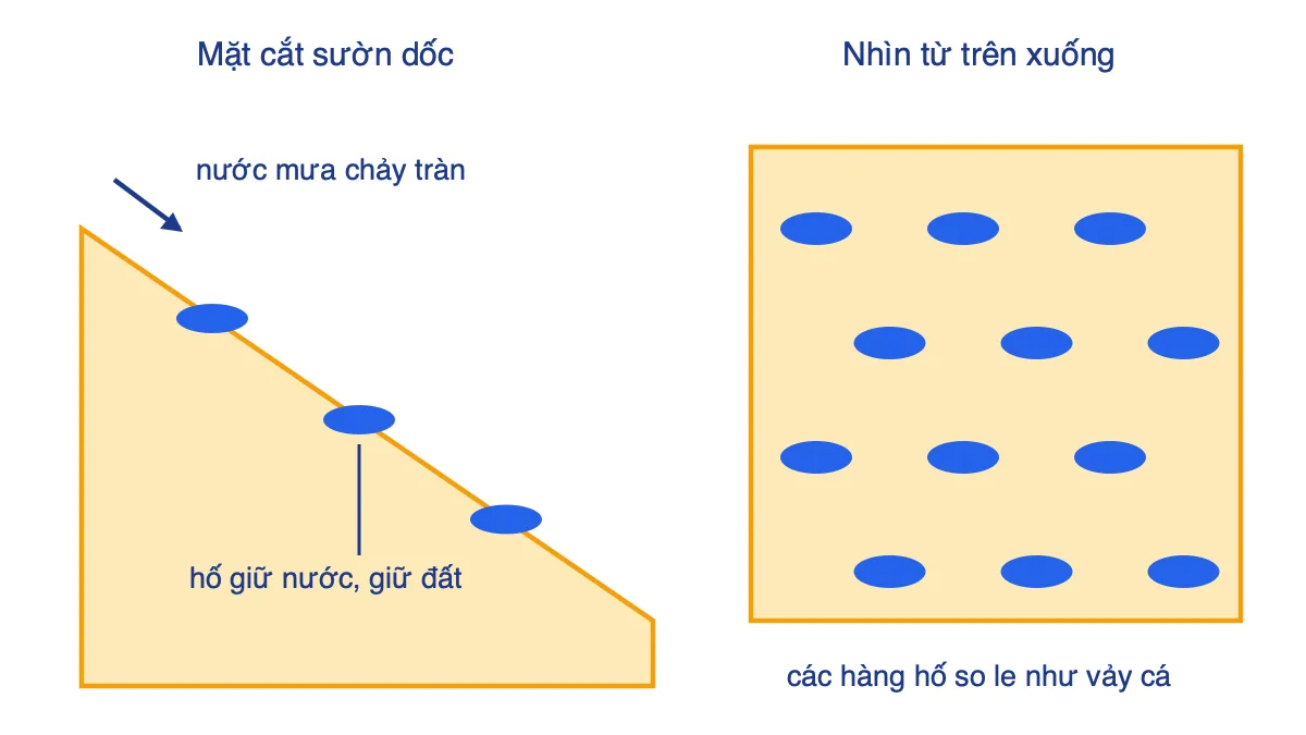 Sơ đồ đào hố vẩy cá: mặt cắt sườn dốc có các hố giữ nước và hình nhìn từ trên xuống với các hố xếp so le