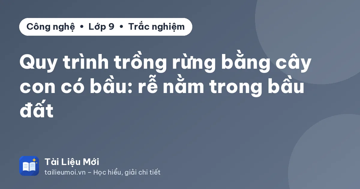 Quy trình trồng rừng bằng cây con có bầu: rễ nằm trong bầu đất