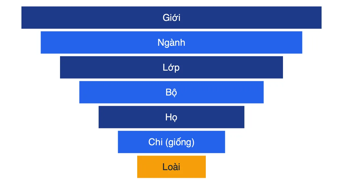 Sơ đồ bảy bậc phân loại sinh vật xếp chồng từ Giới ở trên cùng đến Loài ở dưới cùng