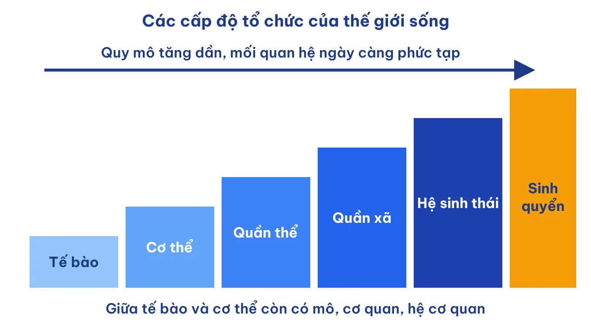 Sơ đồ các cấp độ tổ chức của thế giới sống từ tế bào đến sinh quyển