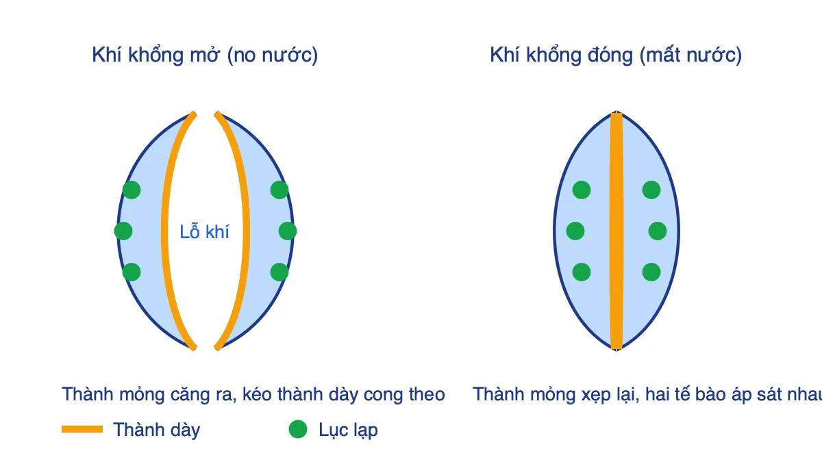Sơ đồ khí khổng mở khi no nước và đóng khi mất nước, hai tế bào hạt đậu có thành trong dày