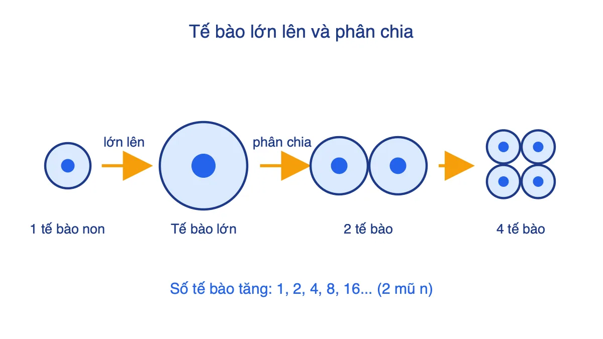 Sơ đồ một tế bào lớn lên rồi phân chia thành 2 tế bào, tiếp tục thành 4 tế bào