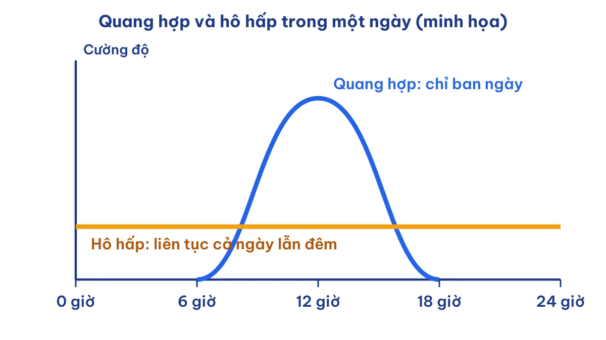Đồ thị minh họa cây xanh hô hấp liên tục cả ngày lẫn đêm còn quang hợp chỉ ban ngày