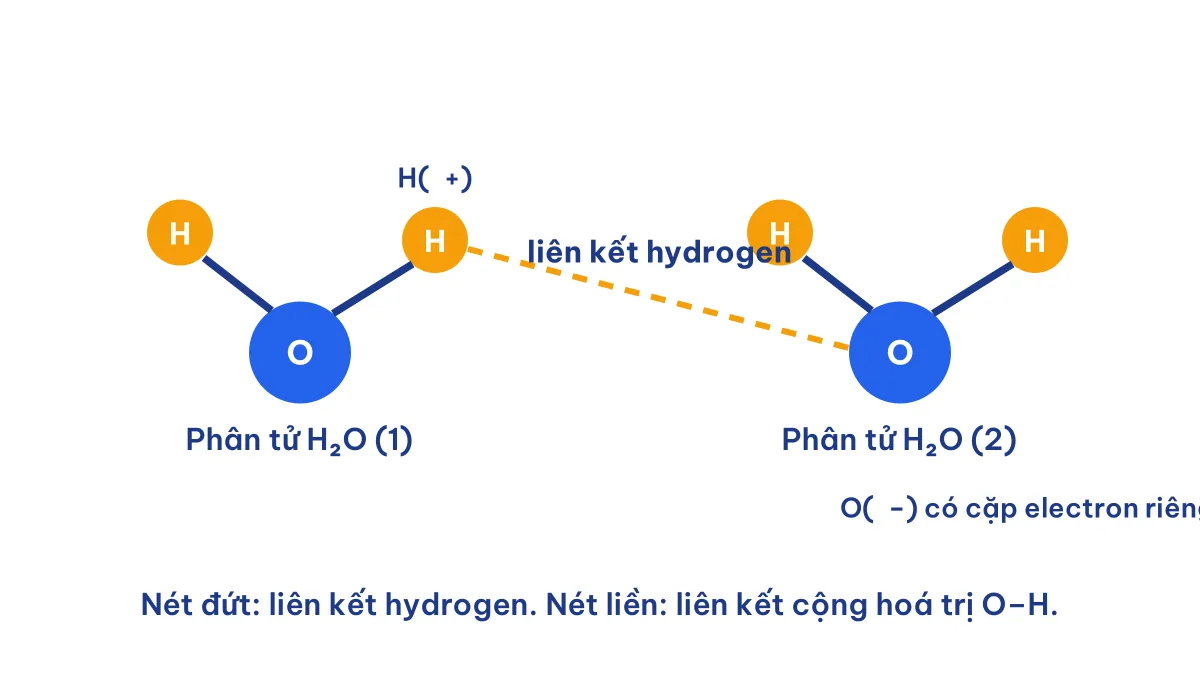 Liên kết hydrogen giữa hai phân tử nước: chất nào có thể tạo liên kết hydrogen