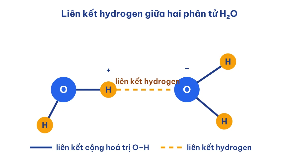Sơ đồ liên kết hydrogen giữa hai phân tử nước: H của phân tử này hút O của phân tử kia