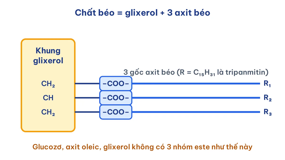 Sơ đồ cấu tạo chất béo là trieste của glixerol với ba gốc axit béo, ví dụ tripanmitin