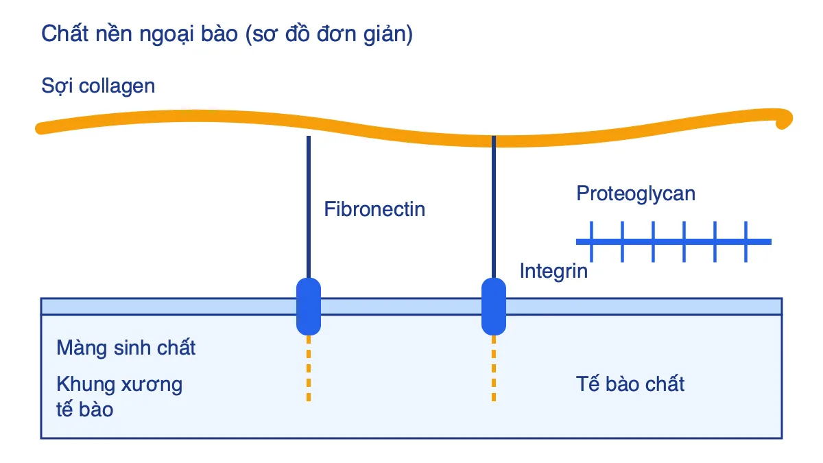 Sơ đồ chất nền ngoại bào gồm sợi collagen, fibronectin, proteoglycan nối với integrin trên màng sinh chất và khung xương tế bào