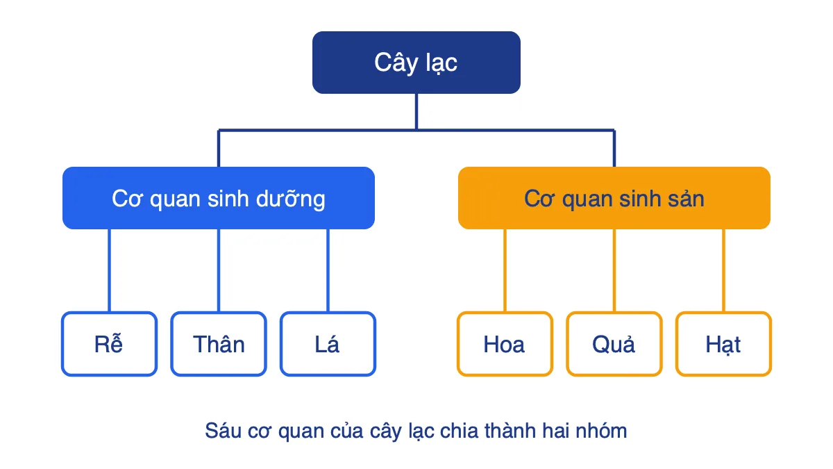 Sơ đồ các cơ quan của cây lạc: cơ quan sinh dưỡng gồm rễ, thân, lá; cơ quan sinh sản gồm hoa, quả, hạt