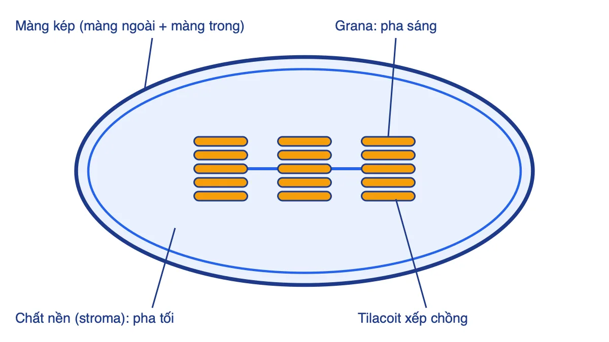 Sơ đồ cấu tạo lục lạp gồm màng kép, chất nền stroma và các hạt grana xếp từ tilacoit