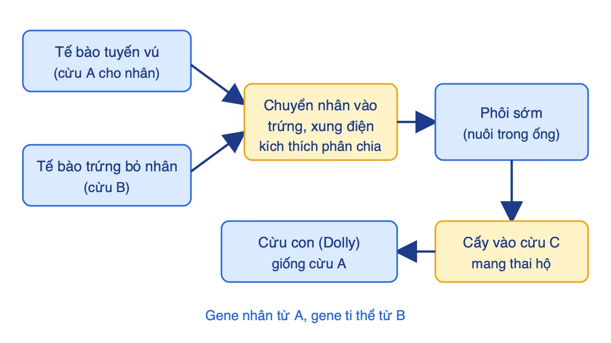 Sơ đồ các bước nhân bản vô tính cừu Dolly
