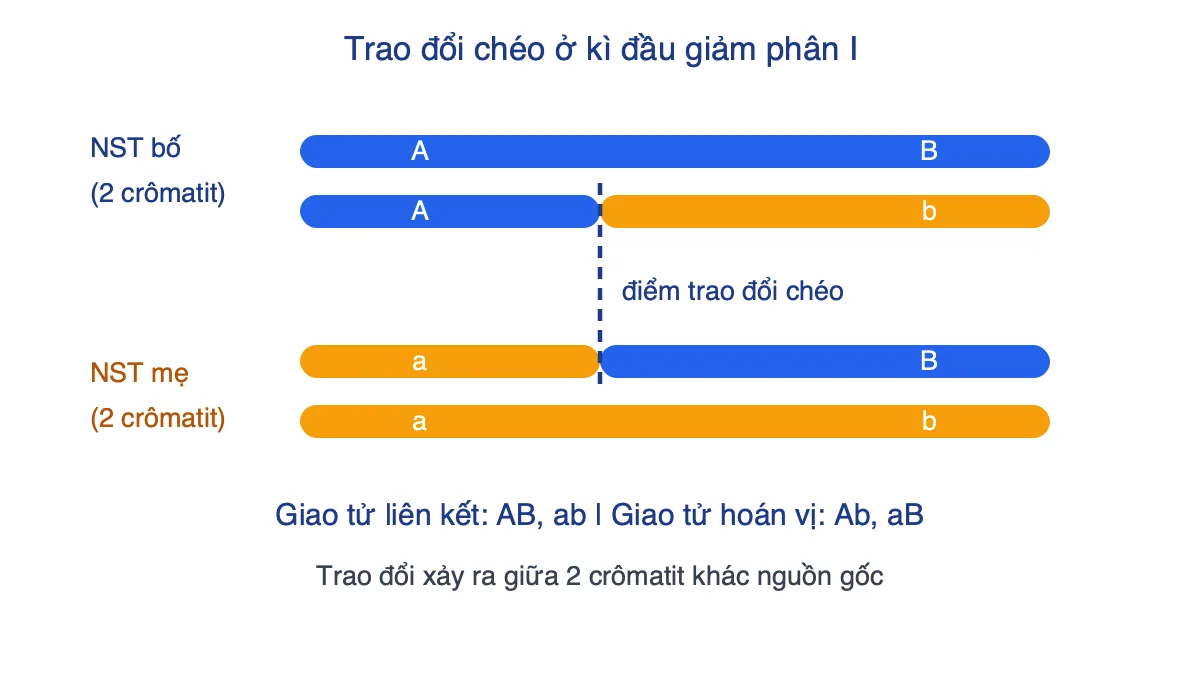 Sơ đồ trao đổi chéo giữa hai crômatit khác nguồn của cặp NST tương đồng tạo giao tử hoán vị Ab và aB