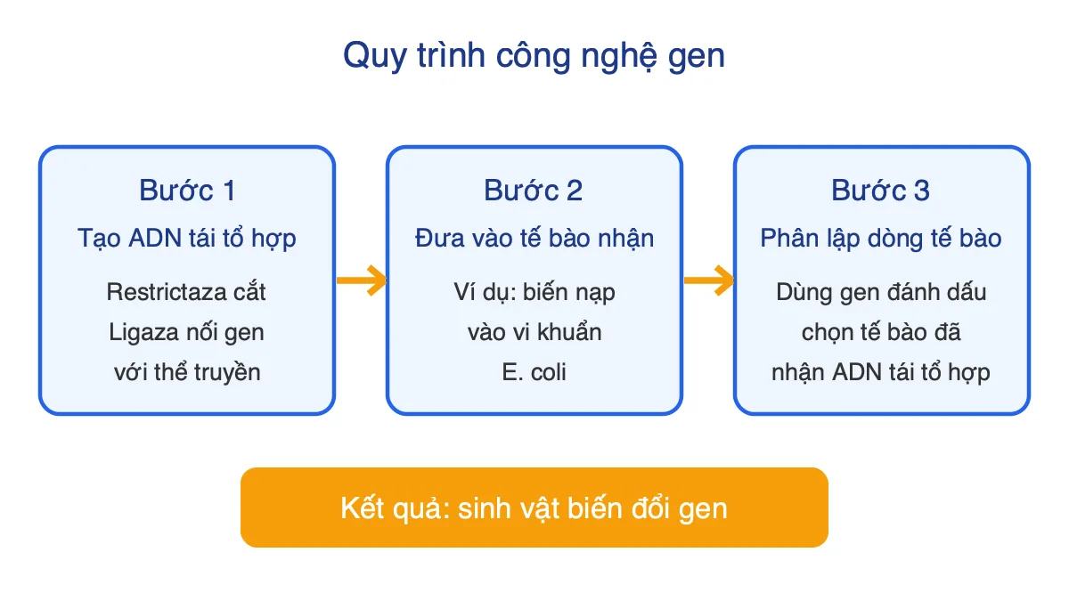 Sơ đồ ba bước tạo sinh vật biến đổi gen bằng công nghệ gen