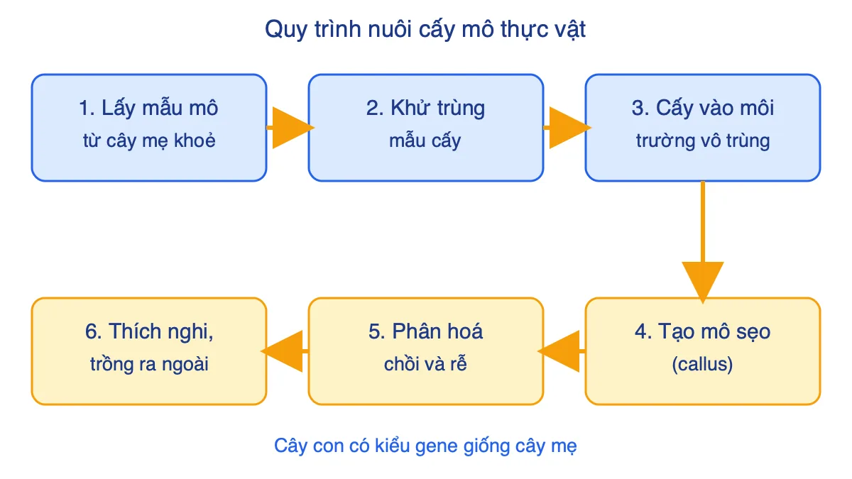 Sơ đồ 6 bước quy trình nuôi cấy mô tế bào thực vật