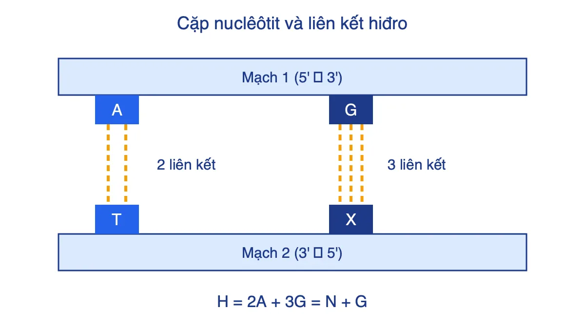 Sơ đồ hai mạch ADN với cặp A–T có 2 liên kết hiđro và cặp G–X có 3 liên kết hiđro