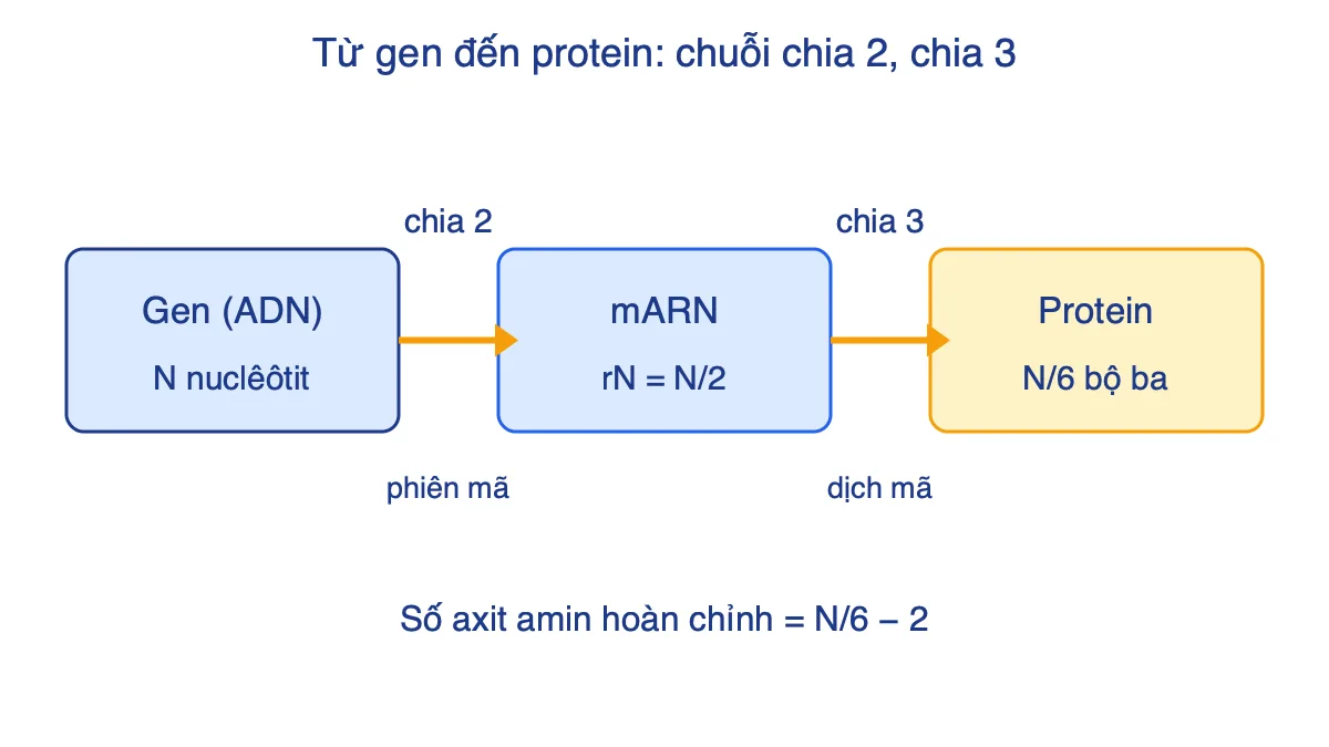 Sơ đồ gen N nuclêôtit chia 2 thành mARN rồi chia 3 thành số bộ ba của protein