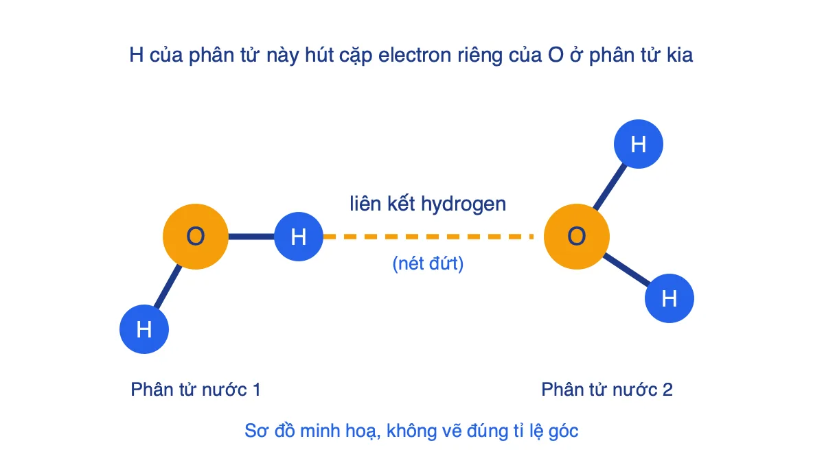 Sơ đồ liên kết hydrogen giữa hai phân tử nước, biểu diễn bằng nét đứt từ H đến O