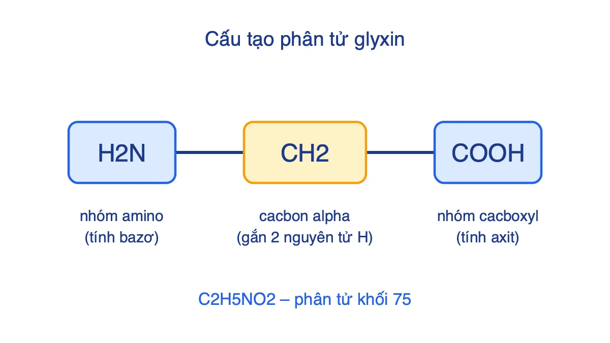Sơ đồ công thức cấu tạo glyxin H2N-CH2-COOH với nhóm amino và nhóm cacboxyl
